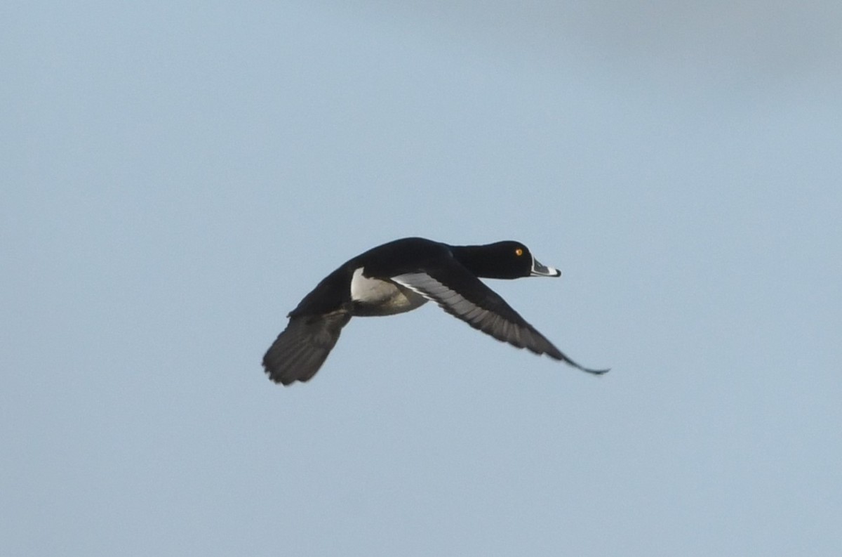 Ring-necked Duck - ML614340666