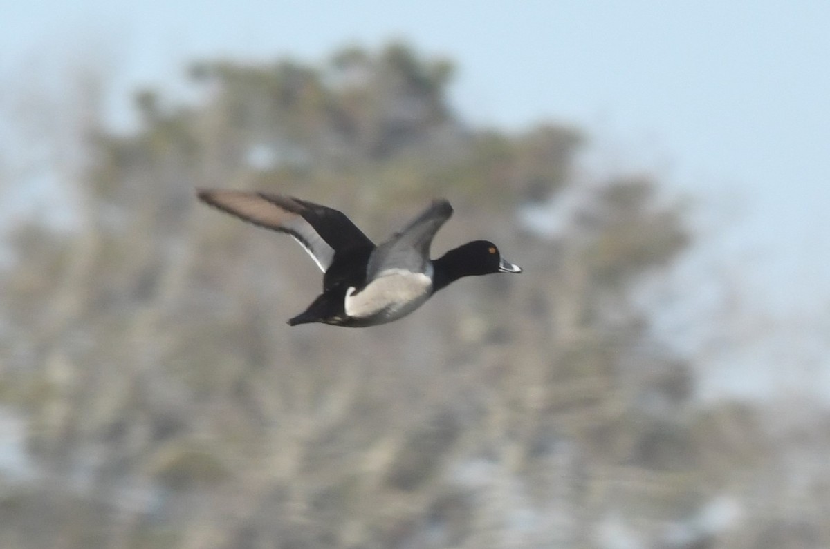 Ring-necked Duck - ML614340667