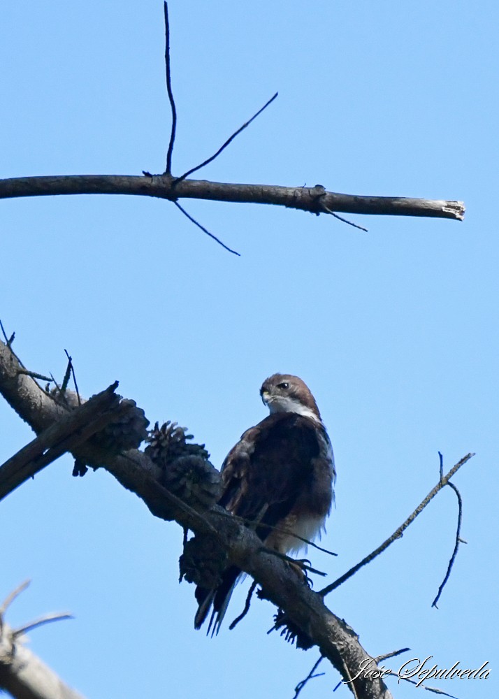 White-throated Hawk - ML614340670