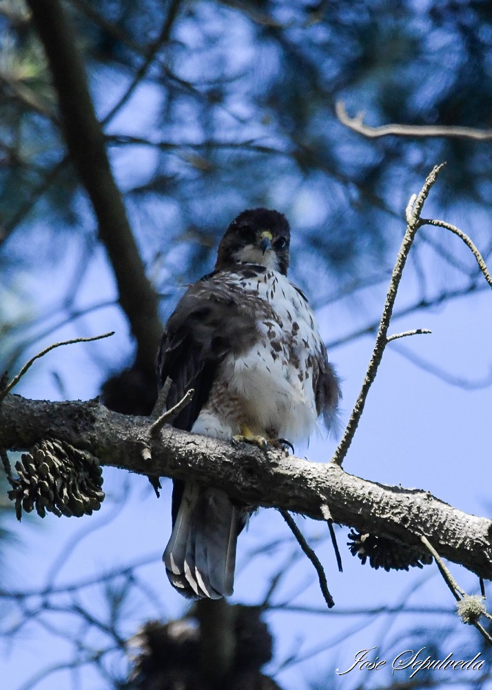 White-throated Hawk - ML614340671