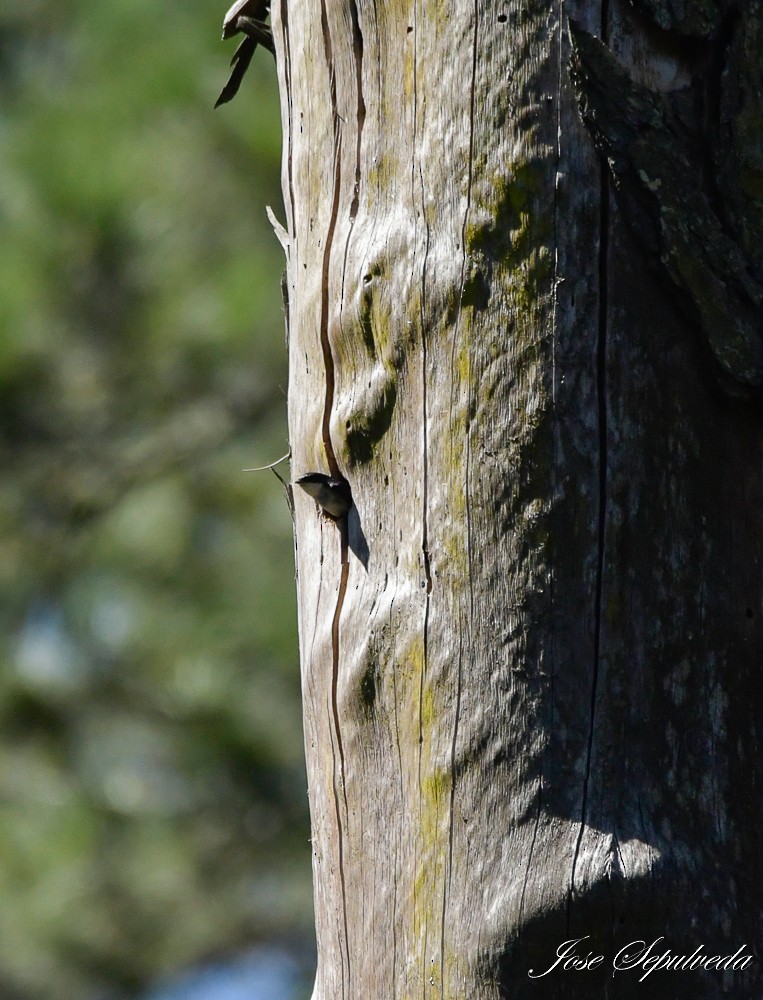 Chilean Swallow - José Sepúlveda