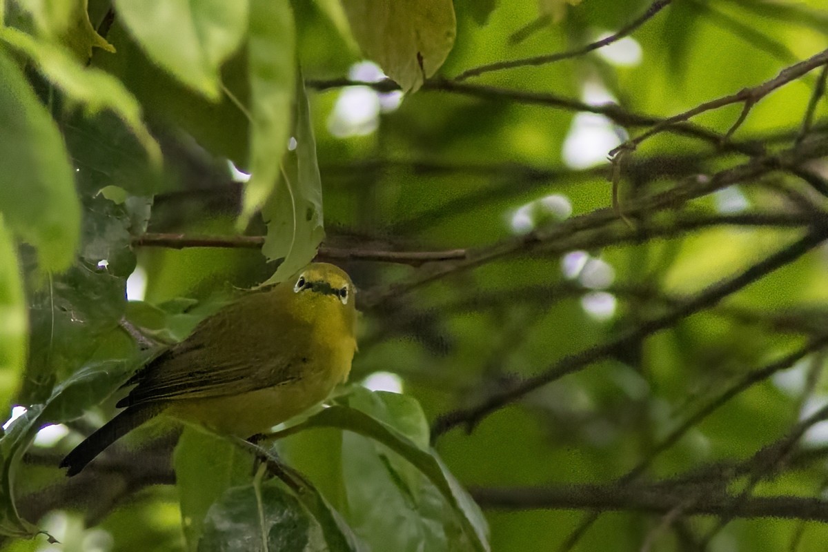 Green White-eye - ML614340734