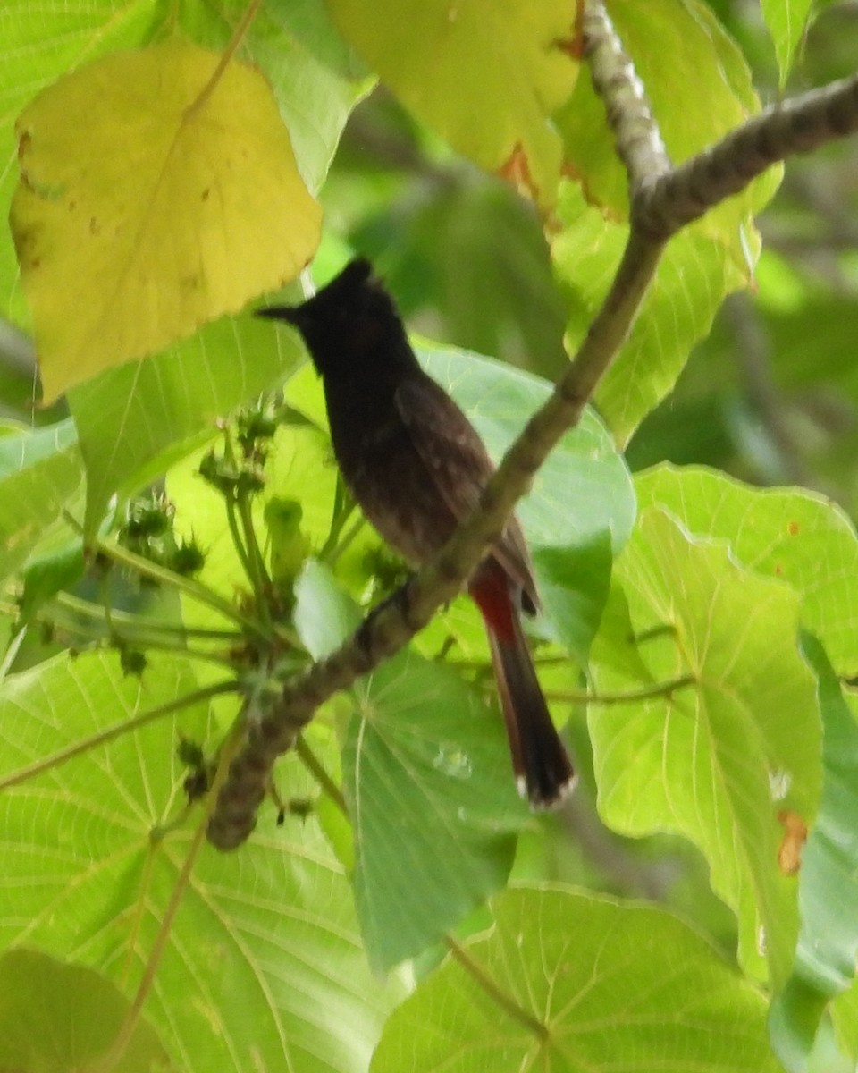 Bulbul à ventre rouge - ML614340740