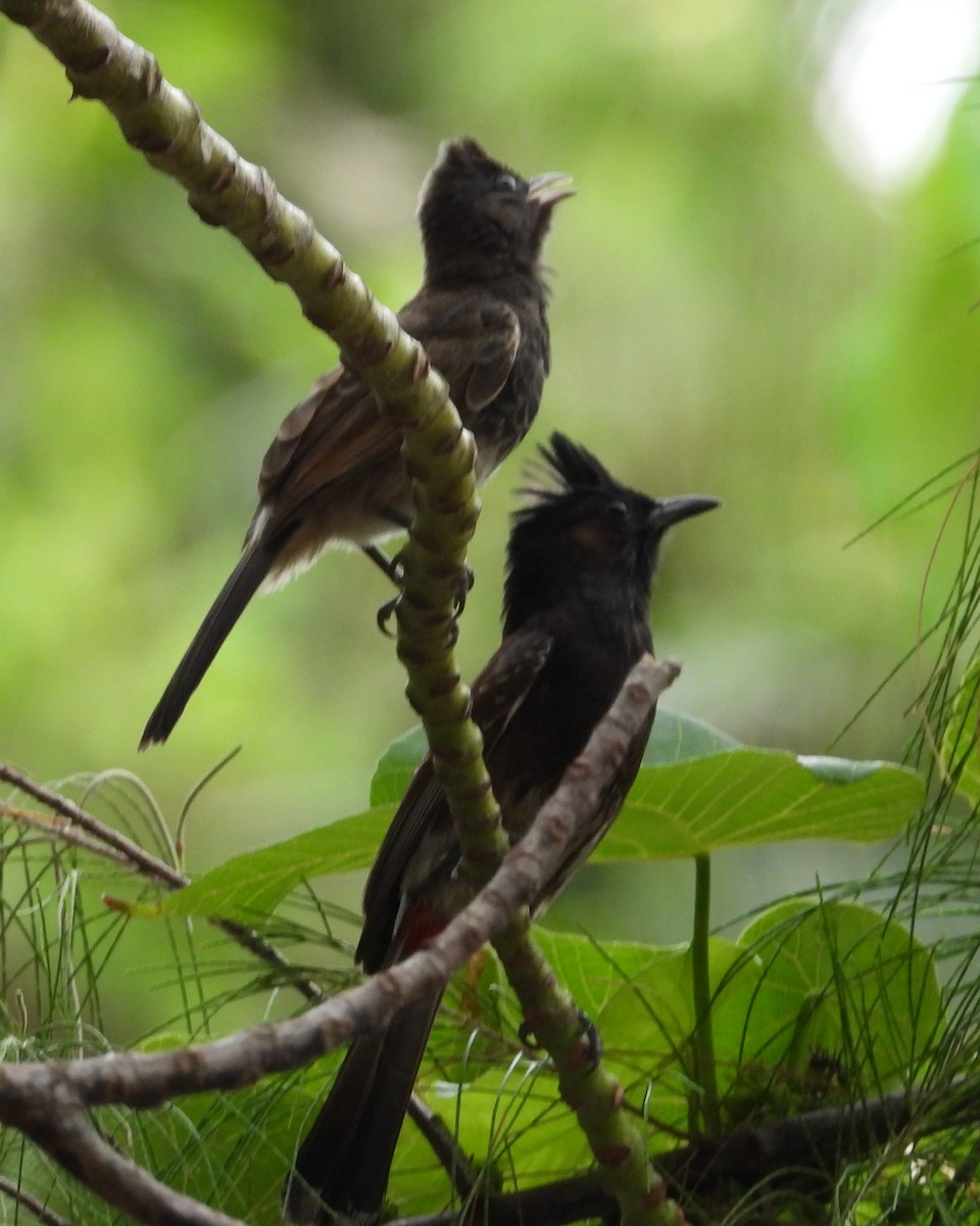 Bulbul à ventre rouge - ML614340742