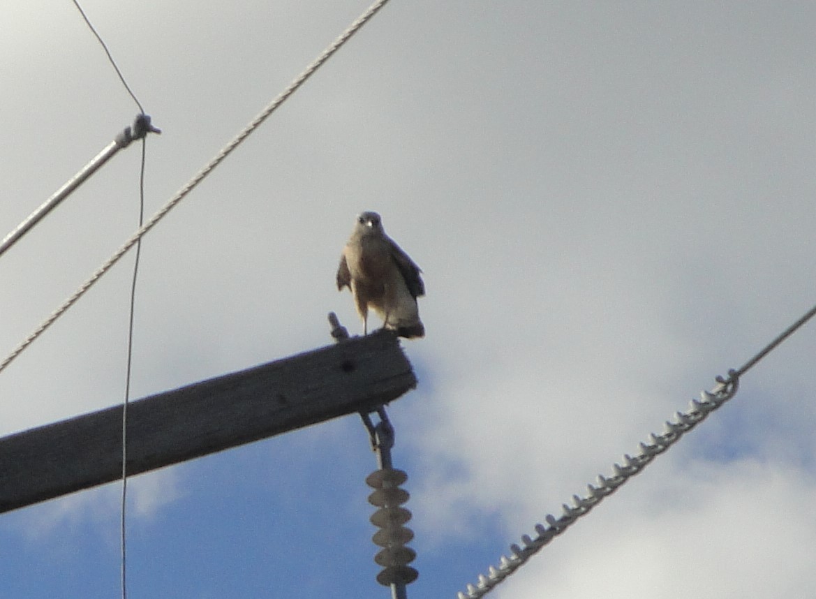 Northern Harrier - ML614340747