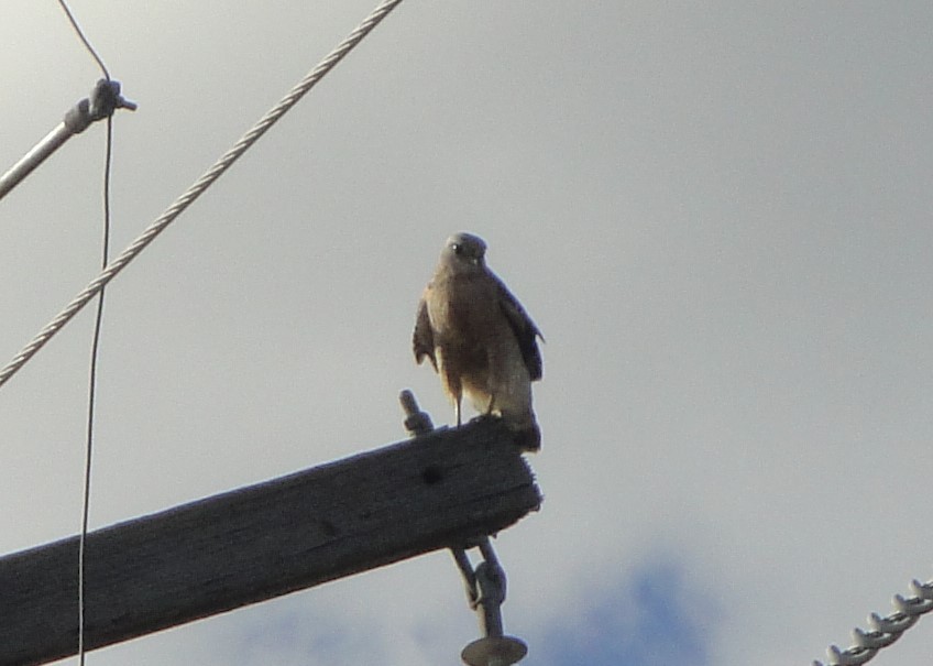 Northern Harrier - Hector C. Cruzado