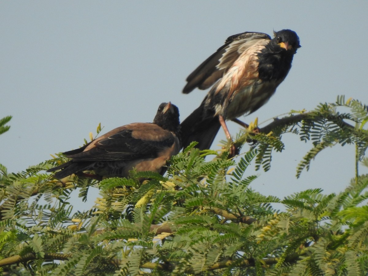 rosenstær - ML614340778