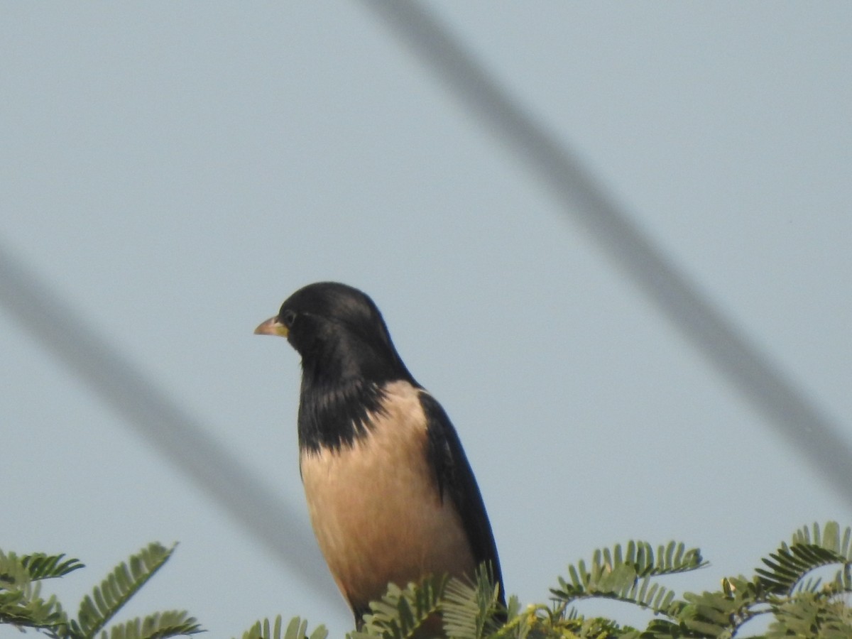 rosenstær - ML614340779