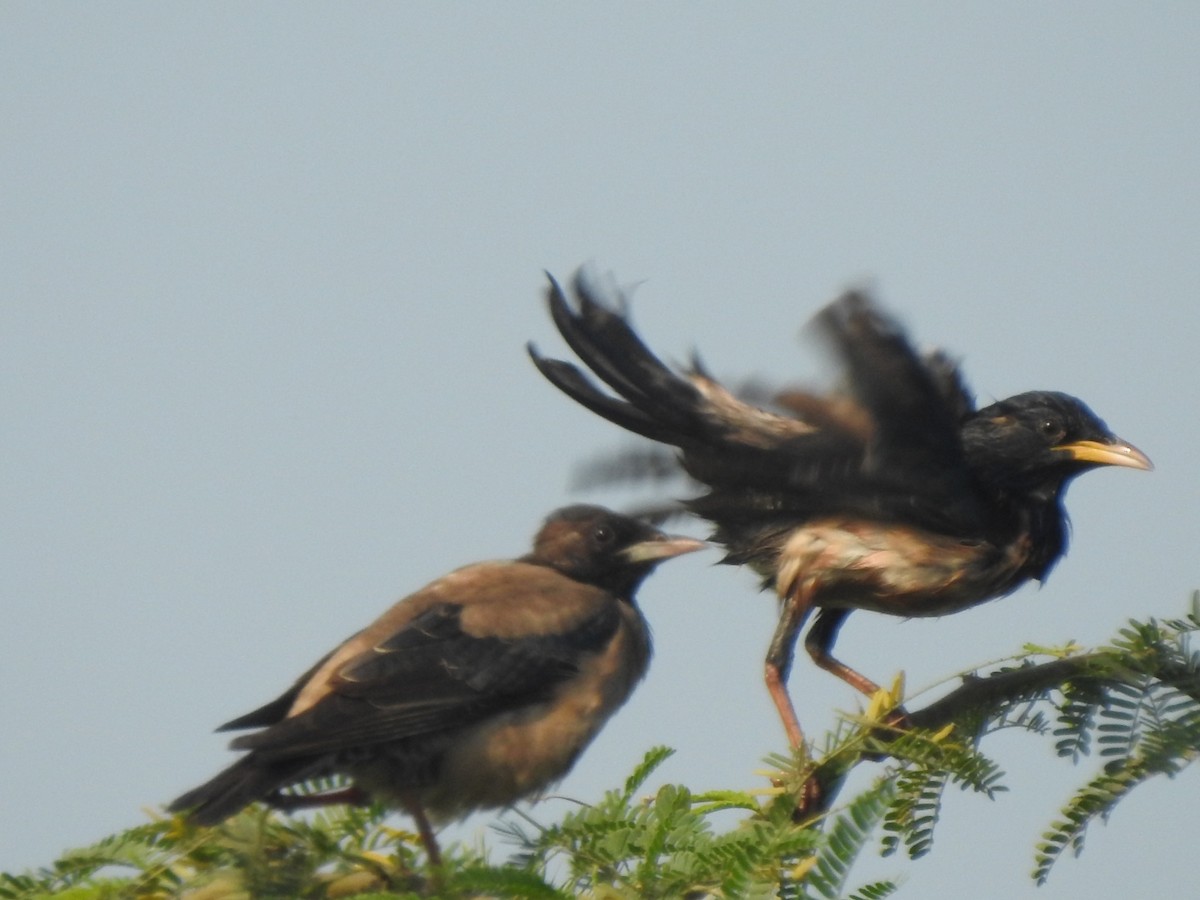 rosenstær - ML614340781