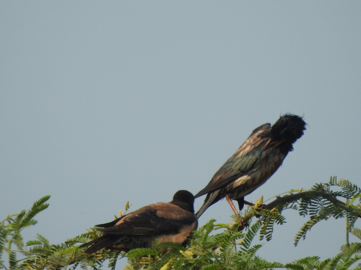 rosenstær - ML614340782