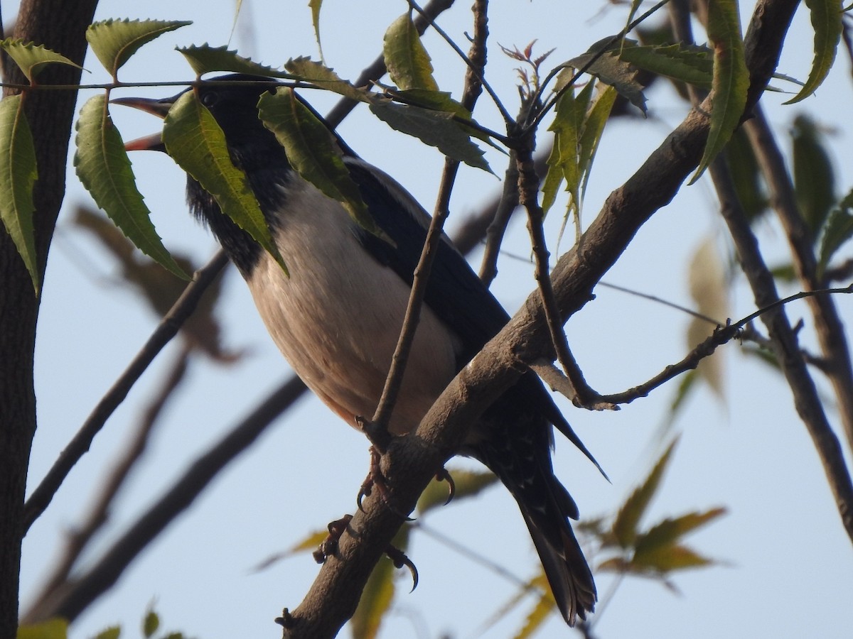 rosenstær - ML614340783