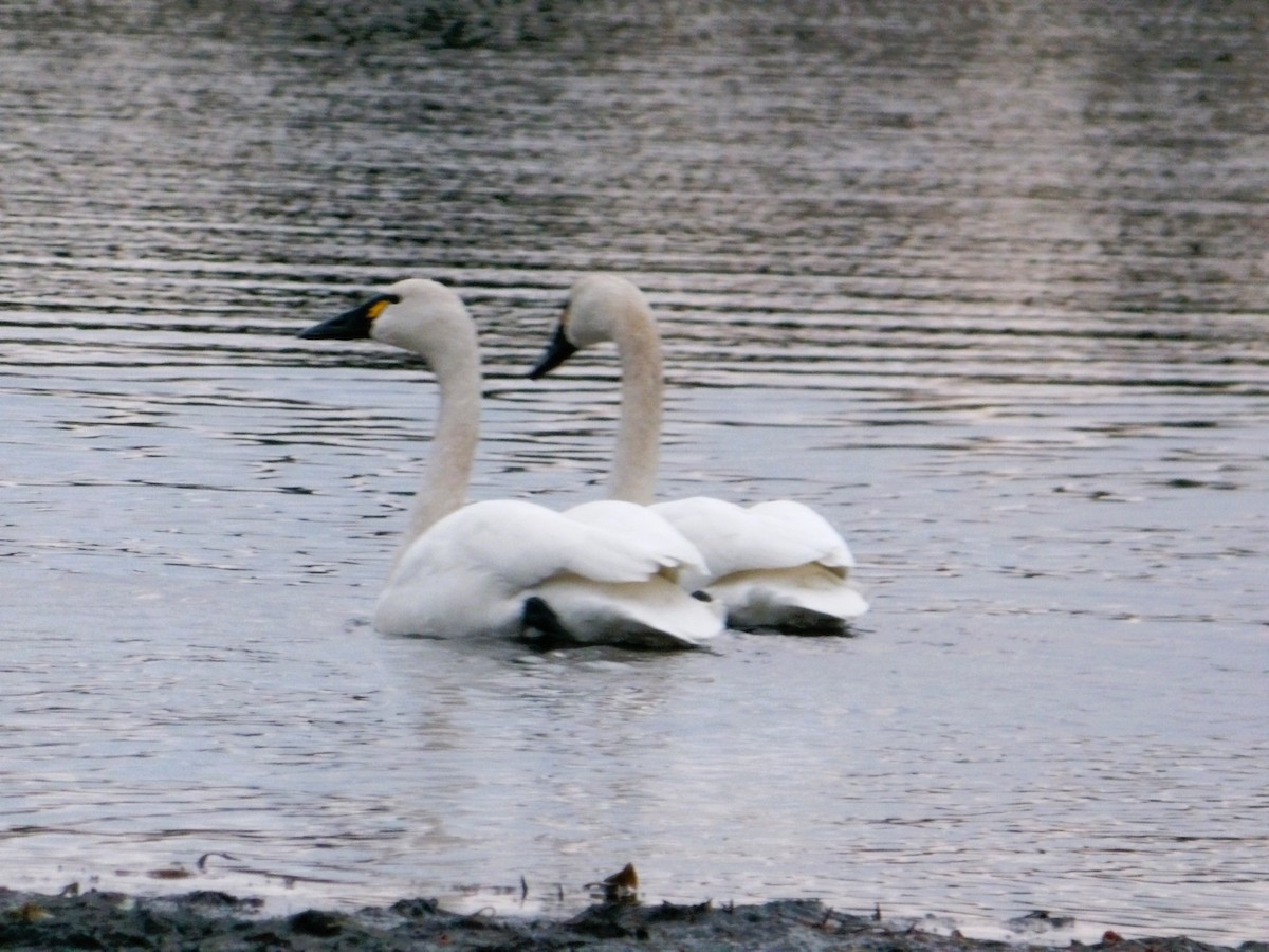 Tundra Swan - ML614340848