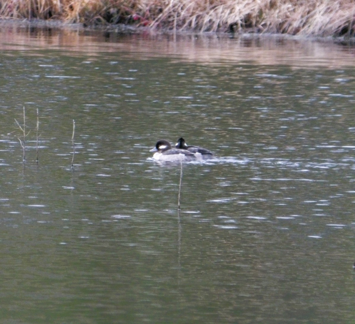 Bufflehead - ML614340856