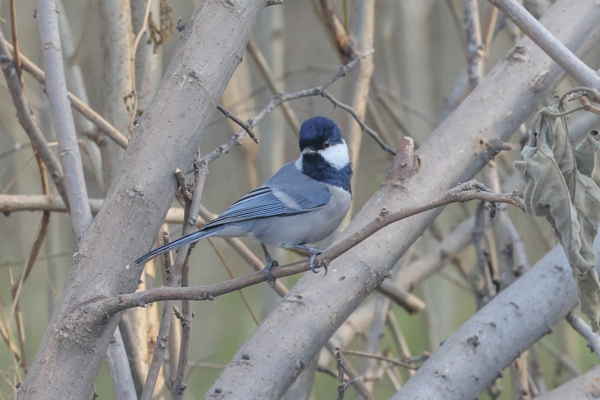 Cinereous Tit - Allison Miller