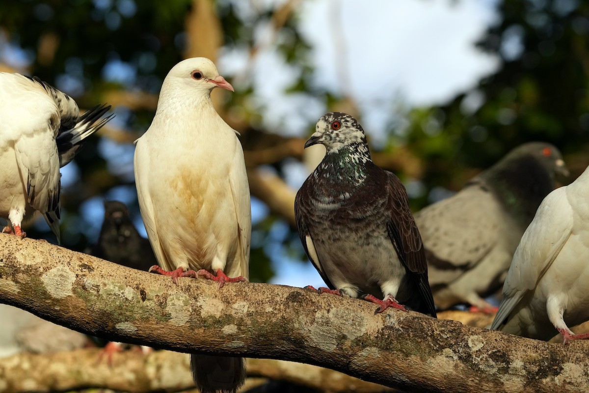Rock Pigeon (Feral Pigeon) - ML614340941