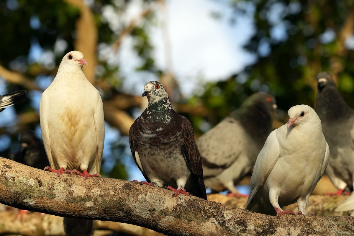 Rock Pigeon (Feral Pigeon) - ML614340947