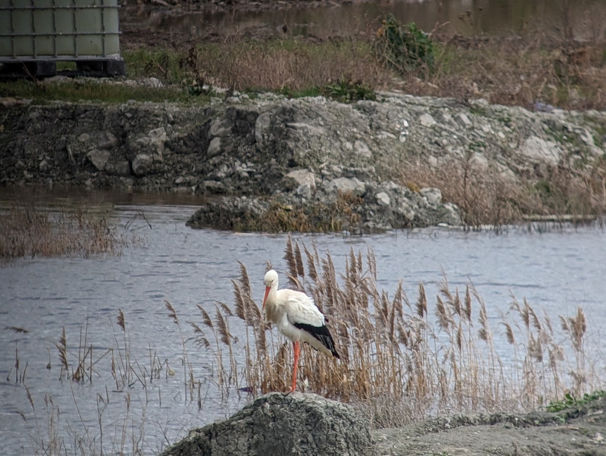 White Stork - Brendan Doe