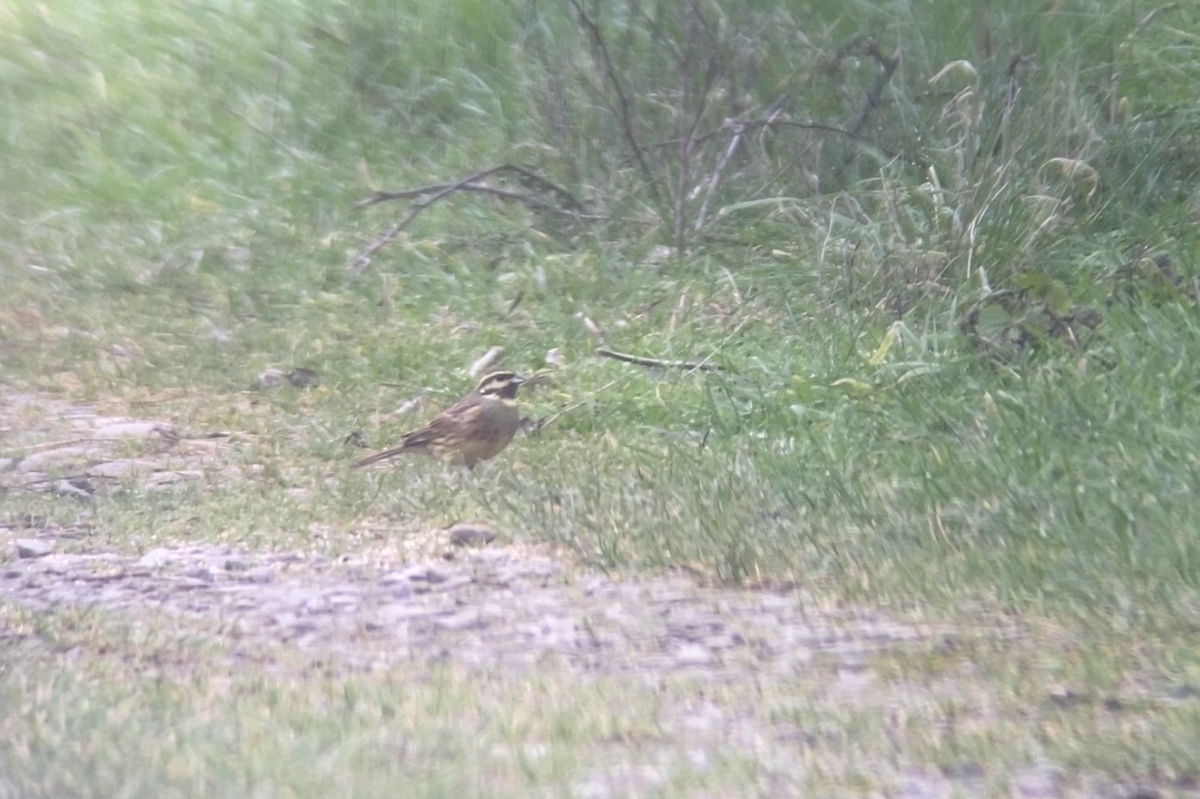 Cirl Bunting - Ian Sherriffs