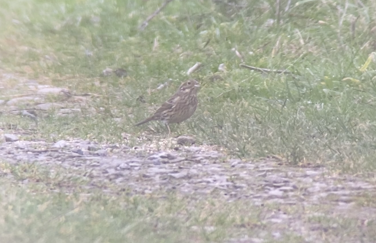 Cirl Bunting - Ian Sherriffs