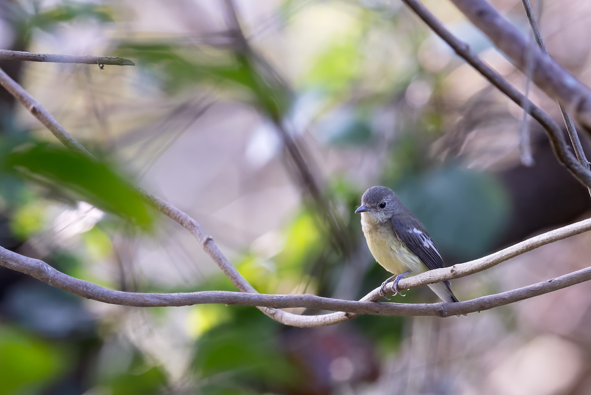 Yellow-rumped Flycatcher - ML614341012