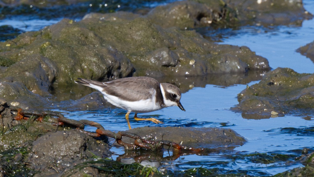 Common Ringed Plover - ML614341037