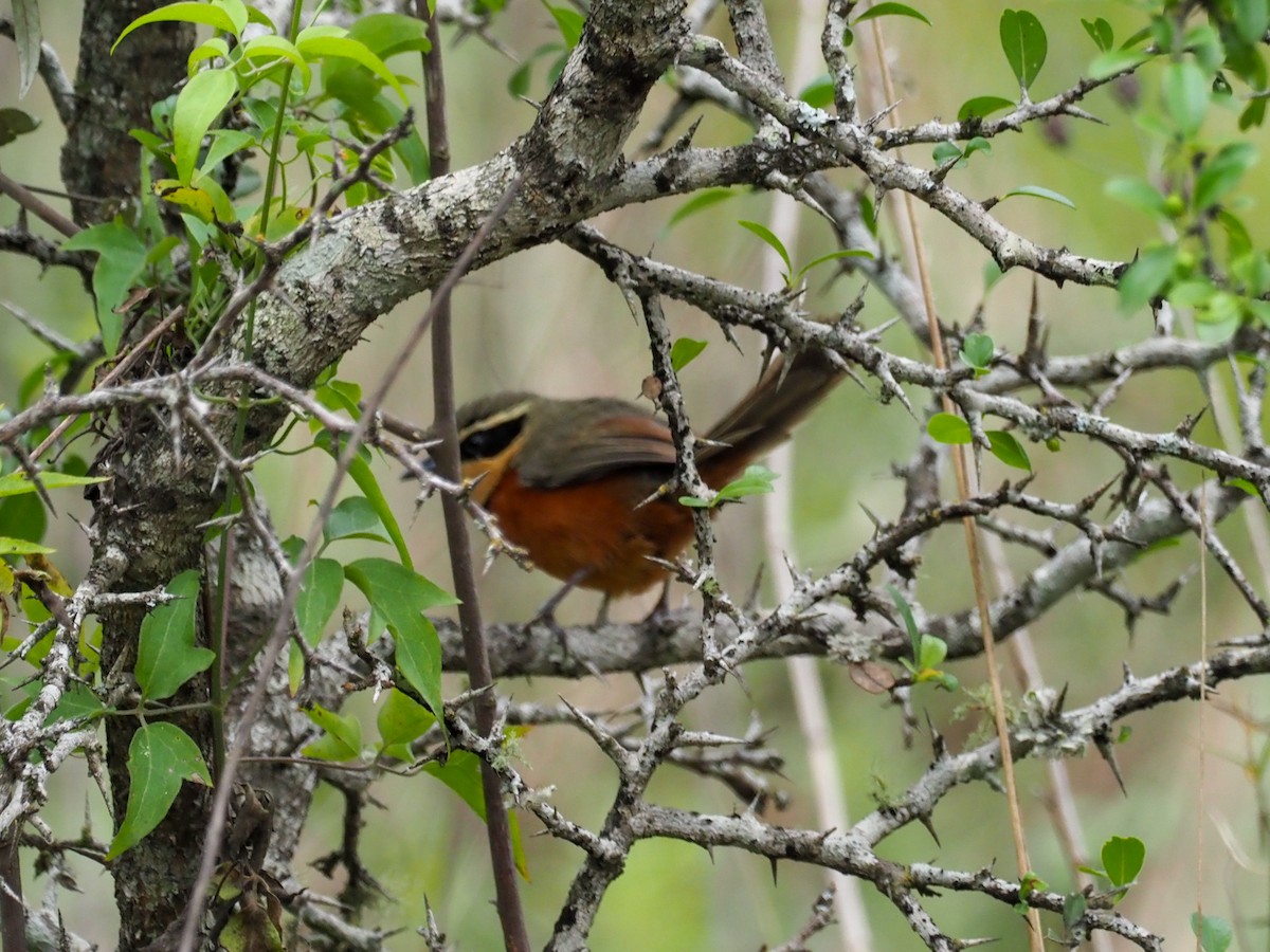 Olive-crowned Crescentchest - Todd Deininger