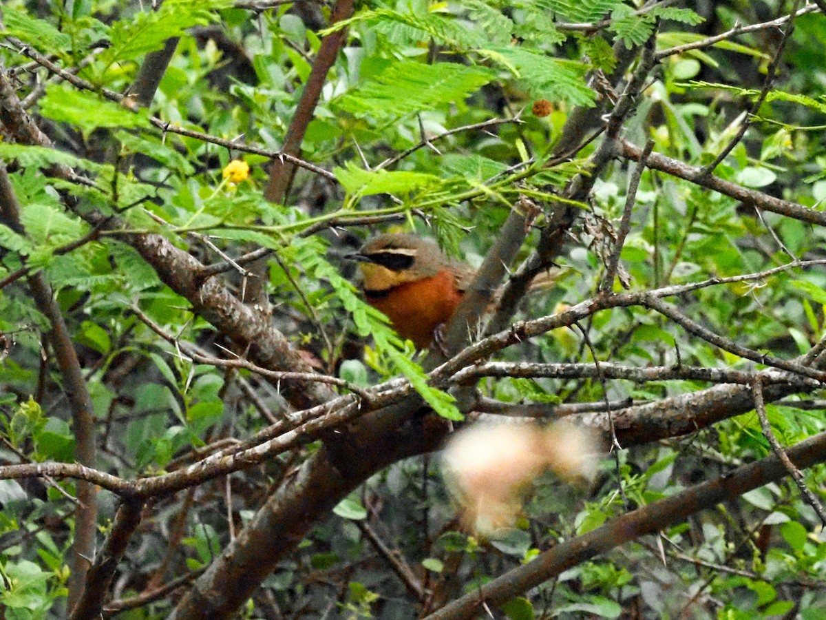 Olive-crowned Crescentchest - Todd Deininger