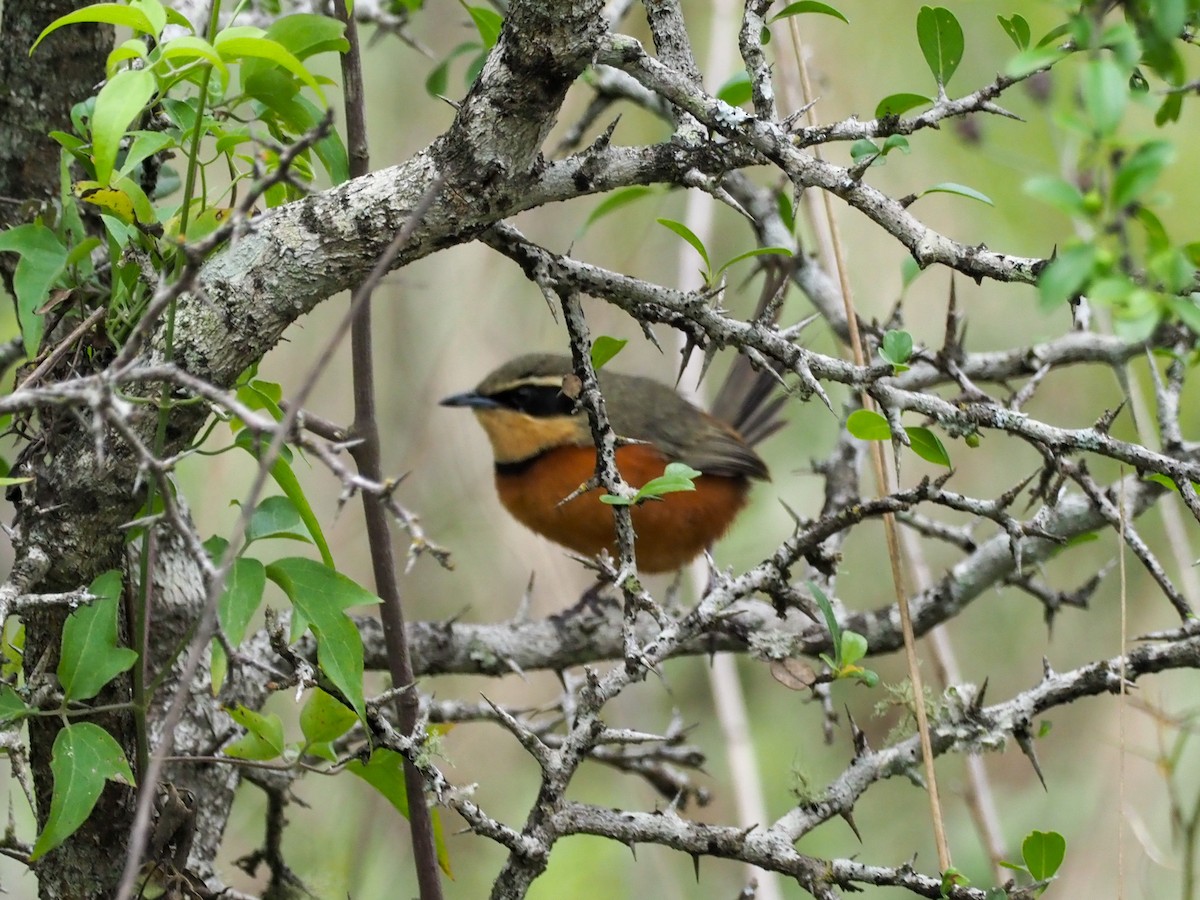 Olive-crowned Crescentchest - Todd Deininger