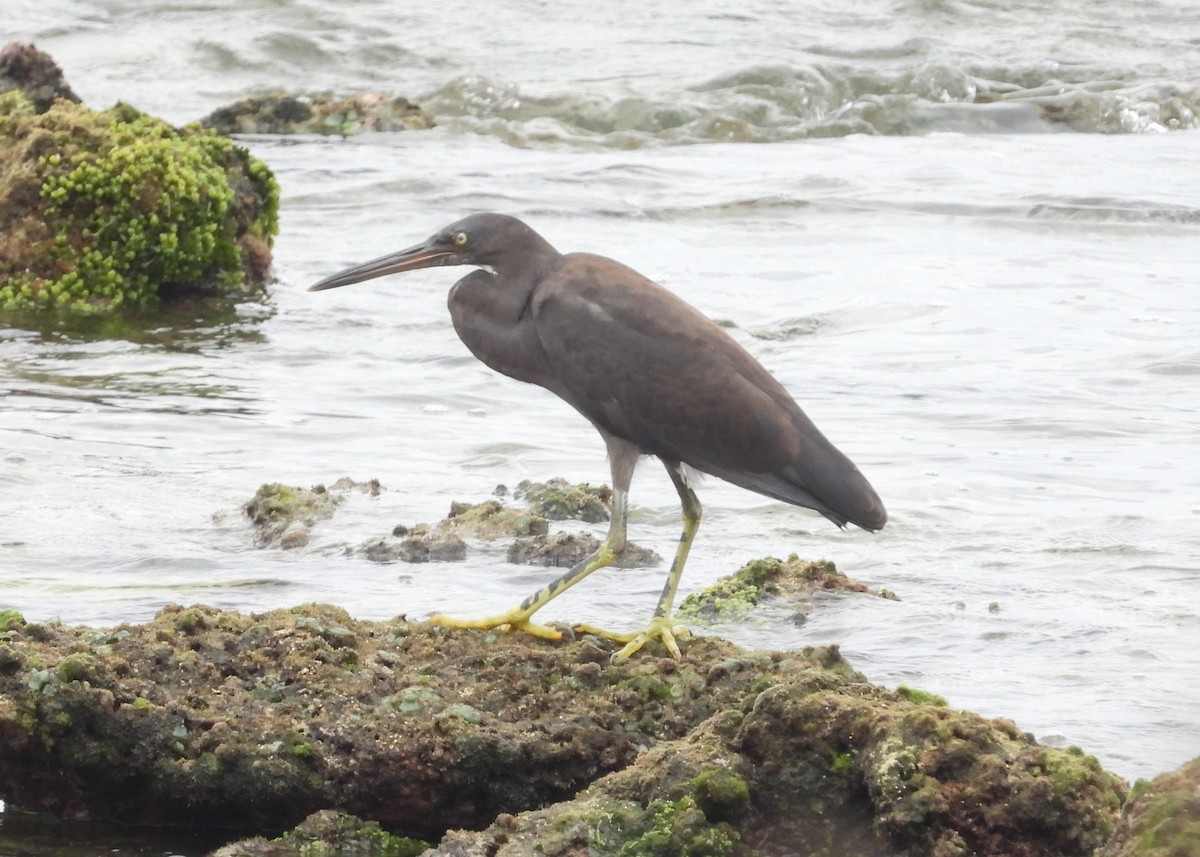 Pacific Reef-Heron - ML614341132