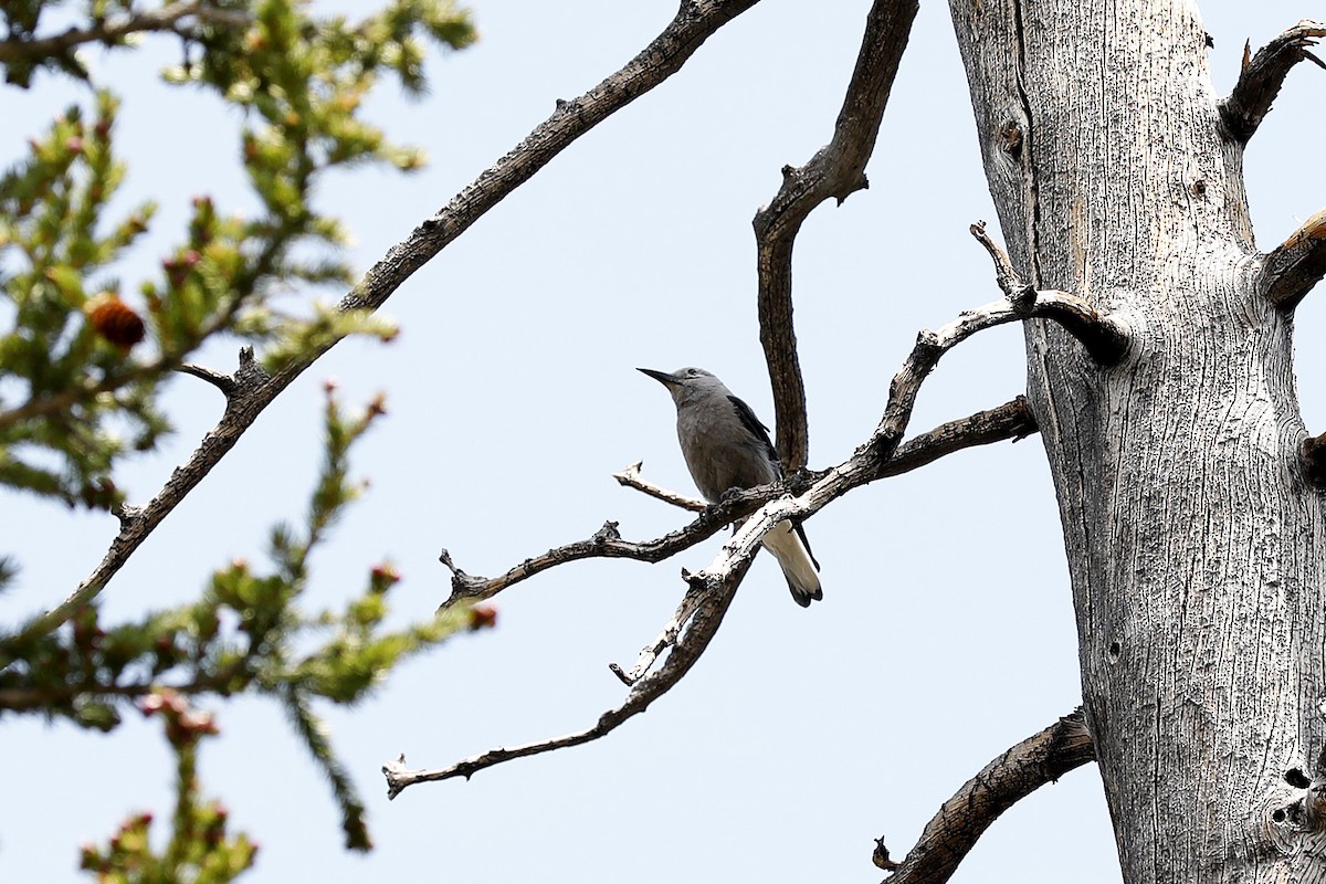 Clark's Nutcracker - ML614341138