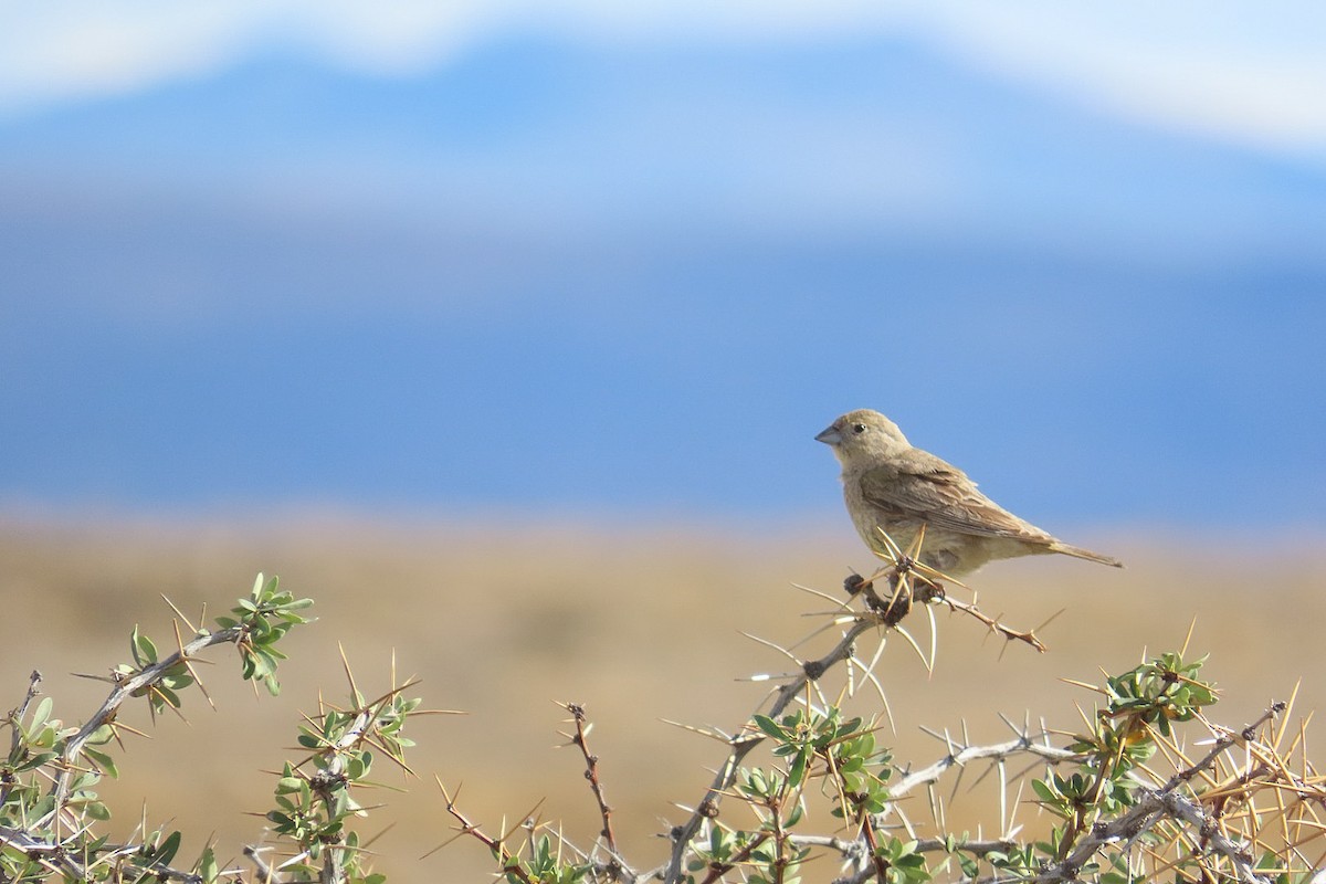 Patagonian Yellow-Finch - ML614341193