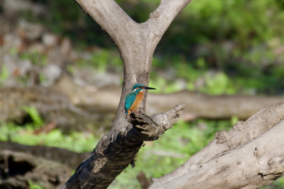 Common Kingfisher - ML614341210