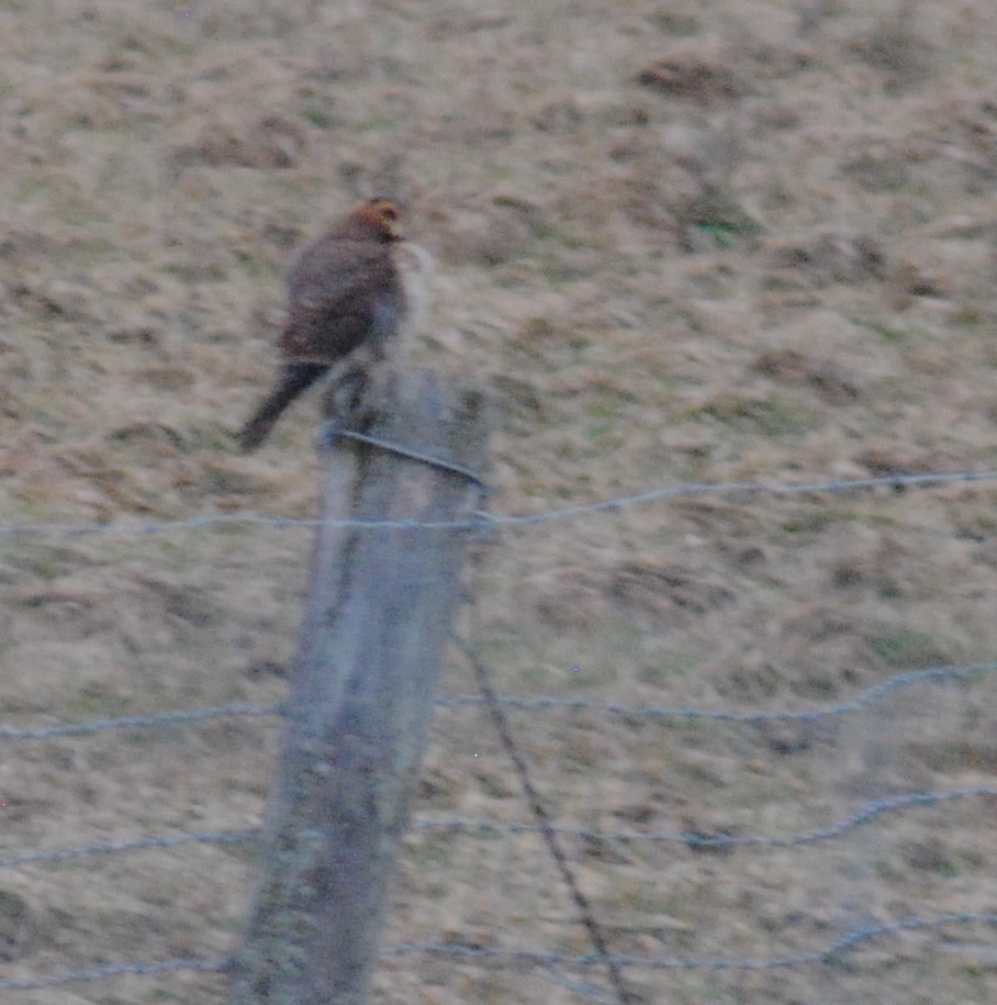 American Kestrel - ML614341233