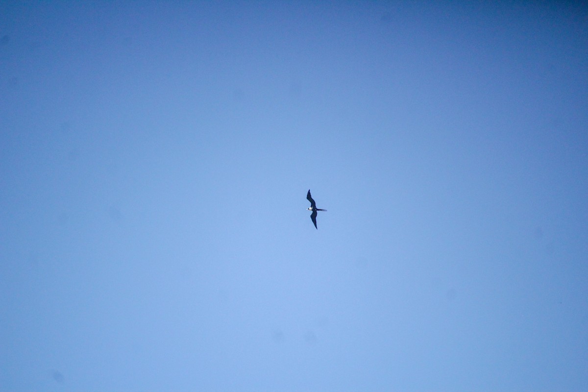 Magnificent Frigatebird - ML614341234
