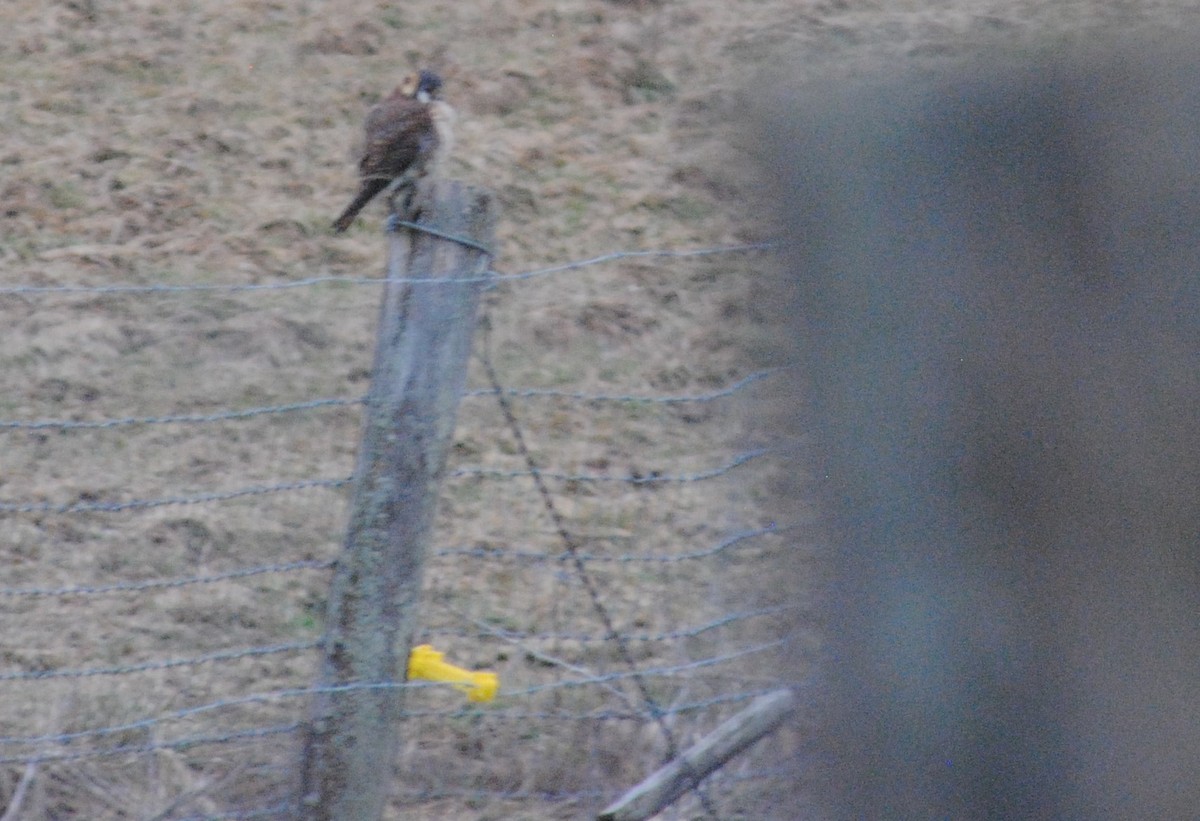 American Kestrel - ML614341242