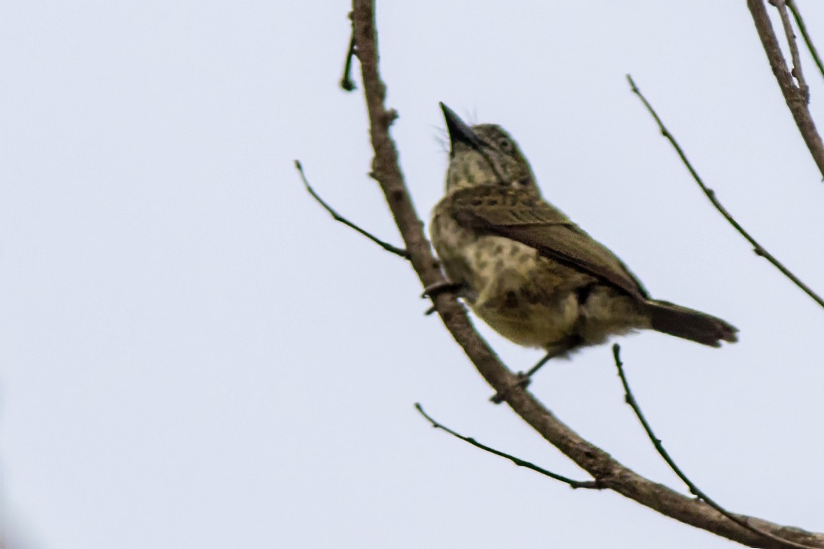 Speckled Tinkerbird - Volkan Donbaloglu