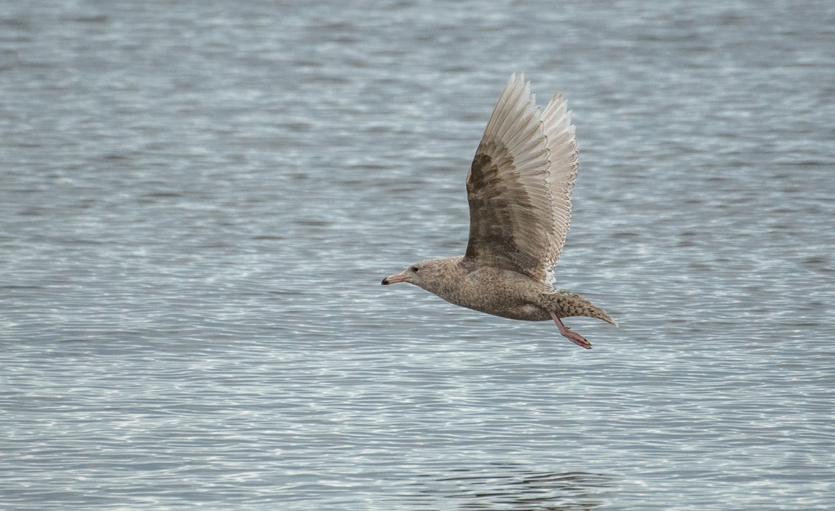 Glaucous Gull - ML614341341