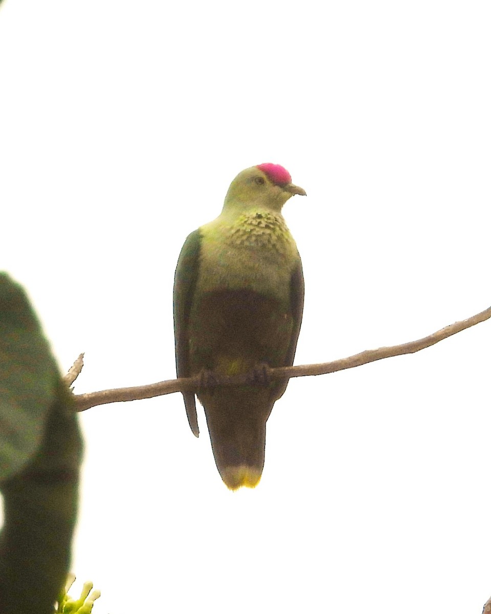 Crimson-crowned Fruit-Dove - ML614341452