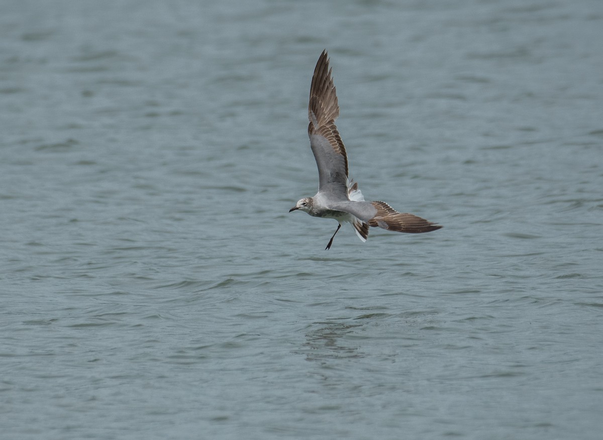 Laughing Gull - Theo de Clermont