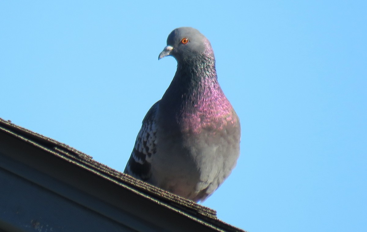 Rock Pigeon (Feral Pigeon) - Toby Hardwick