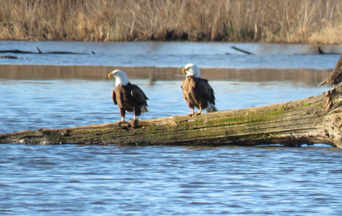 Bald Eagle - ML614341599