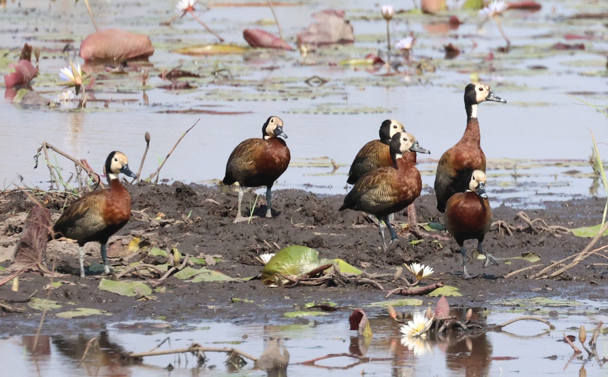 White-faced Whistling-Duck - ML614341601