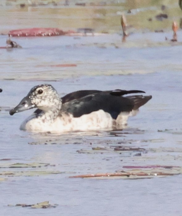 Knob-billed Duck - Ken McKenna