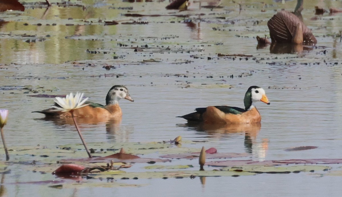 African Pygmy-Goose - ML614341607