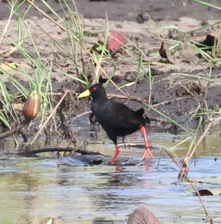 Polluela Negra Africana - ML614341623