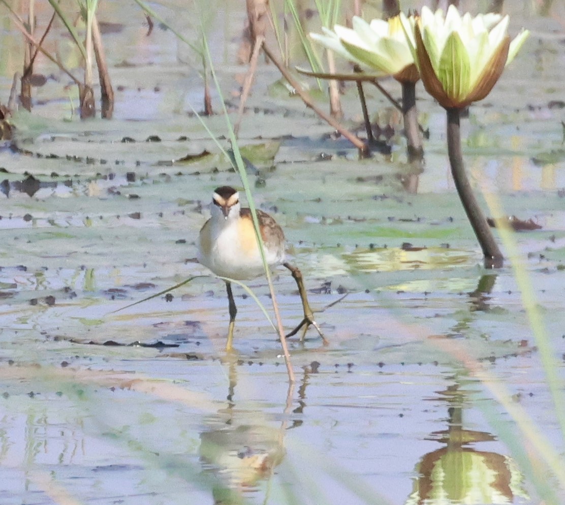 Lesser Jacana - Ken McKenna