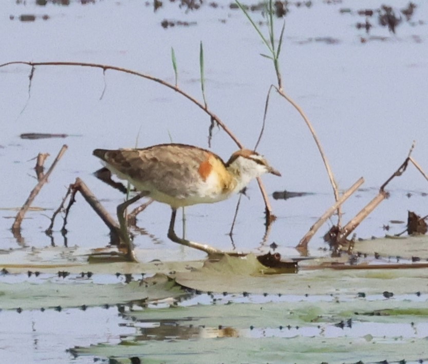 Lesser Jacana - ML614341634
