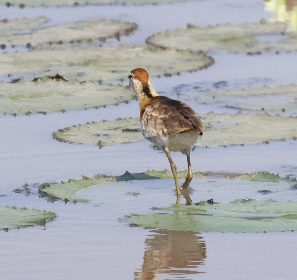 Lesser Jacana - ML614341635