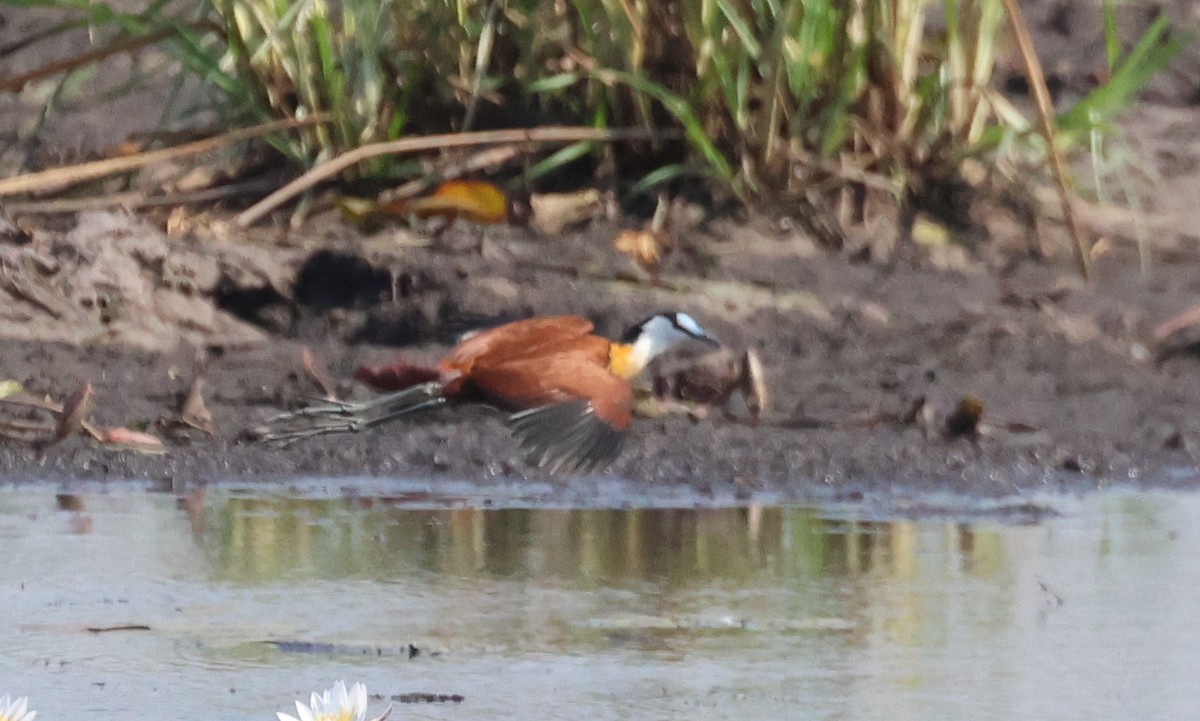 African Jacana - ML614341656