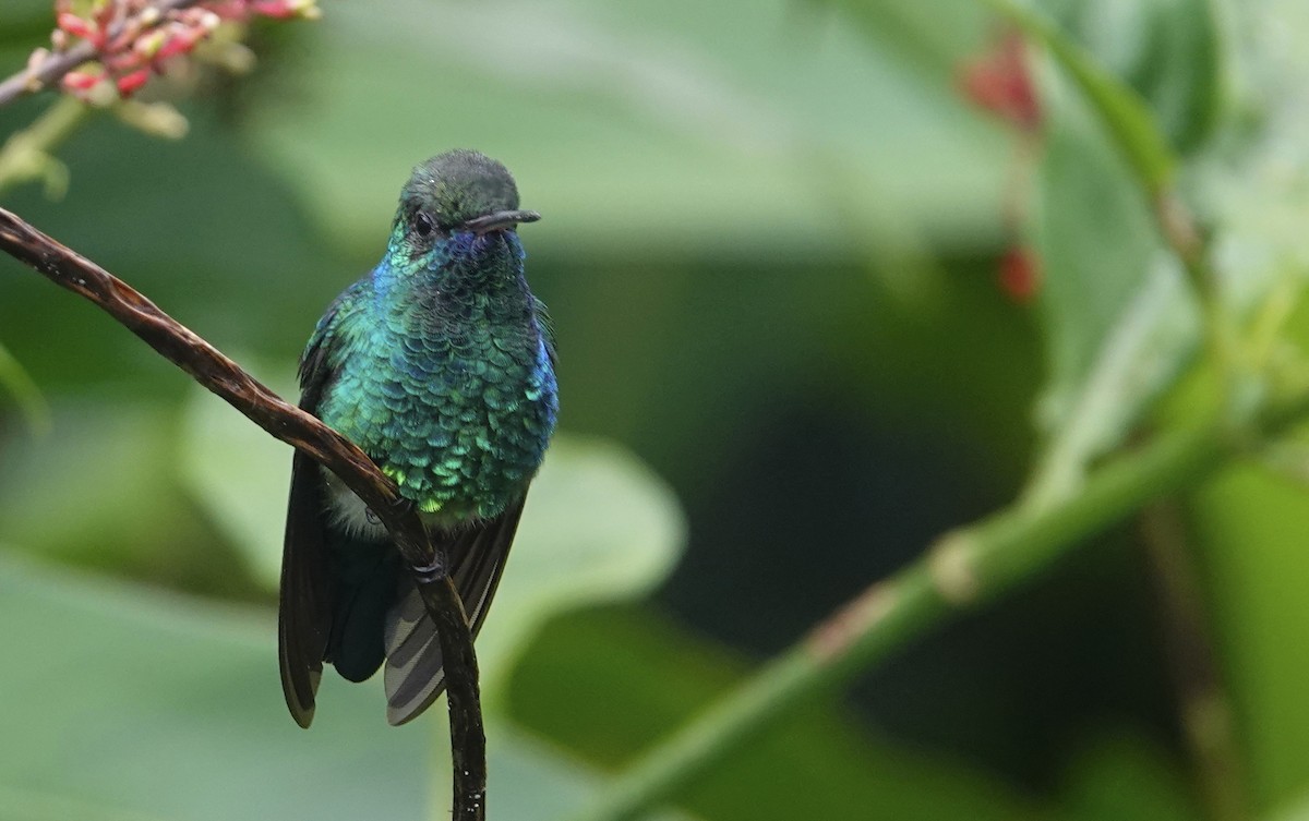 Blue-chinned Sapphire - Mary Eyman